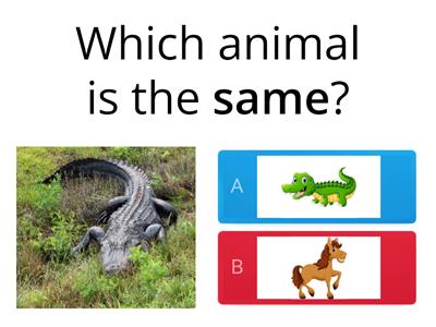 ANIMALS: FIND THE SAME