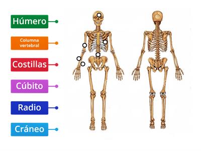 El esqueleto humano (2)