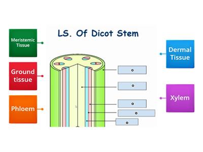 LS of dicot stem