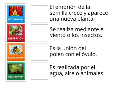 CICLO REPRODUCTIVO DE LAS PLANTAS 