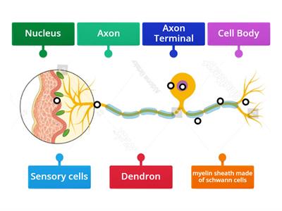 Sensory Neuron Diagram