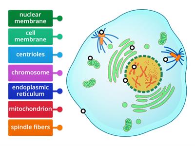 Revision: Parts of an Animal Cell