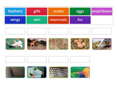 Animals body parts