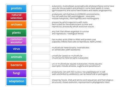 Evolution and Classification