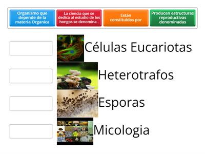 Caracteristicas de los Hongos