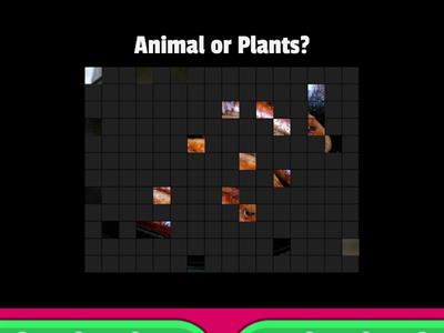 Animal or Plants?