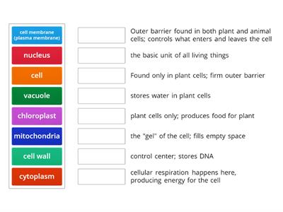 Cell Part Functions and Vocabulary 