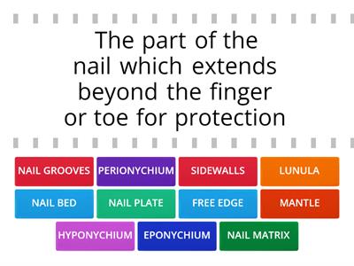 Structure of the nail