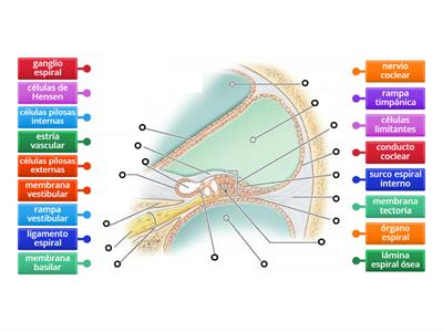 Anatomía de la cóclea