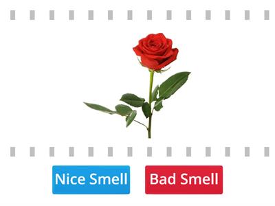 Nice or Bad Smell