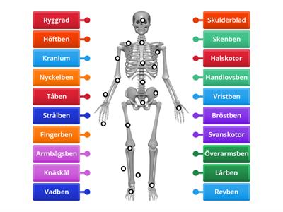 Skelettets delar