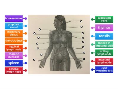 General structures of the lymphatic system