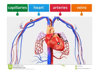 Creg-The circulatory system 