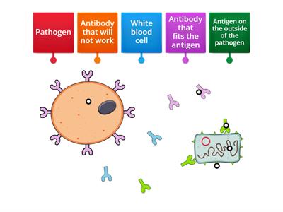 KS3 Immune - Teaching resources