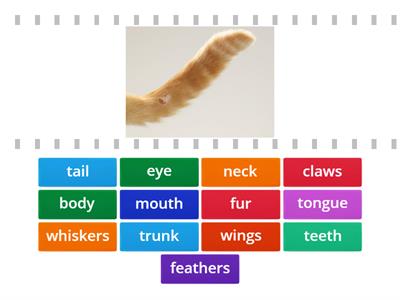 Animal body parts 