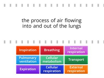 C05. Respira. Sys (1) - Activities / Process