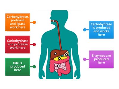 Digestion fluids