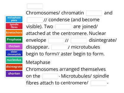 Describe the events of all phases in mitotic cell division.