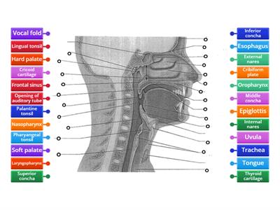 Upper Respiratory