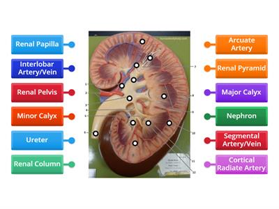  Kidney Model