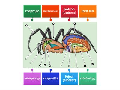 A pók testrészei
