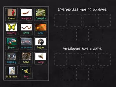 Invertebrates and vertebrates 