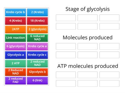 CAX KS5 glycolysis and products 