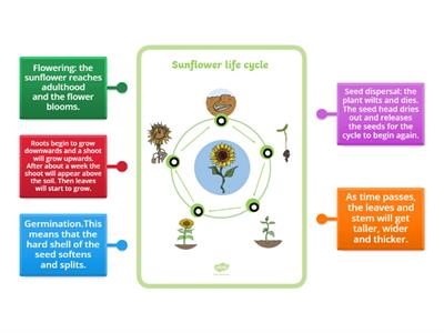 Autumn Flowers-Sunflower life cycle (for etwinning project)