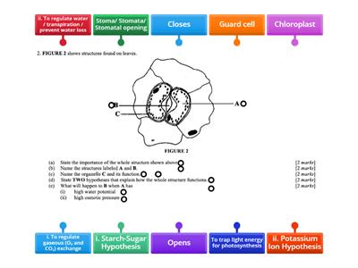 FIGURE 2 shows structures found on leaves ( regulation opening and closing of the stomatal)