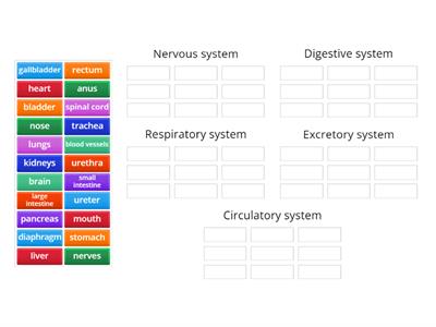 Human body systems (main parts)