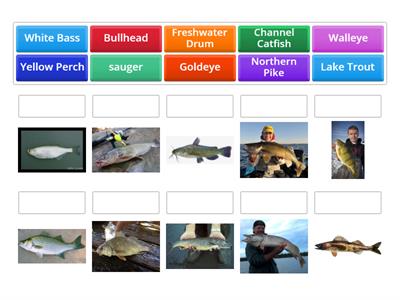 Manitoba Fish Species