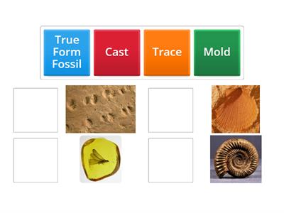 Fossils