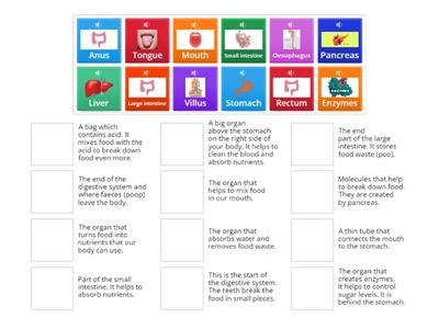 Digestive system vocab