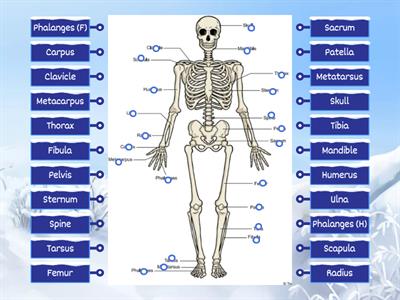 Labeling Human Bones