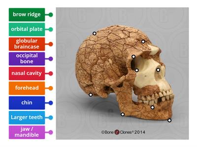 Vocabulary - Skull parts of a Homo Spaiens