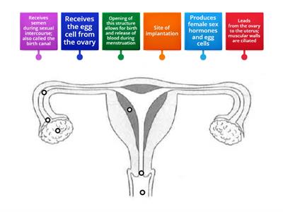 Female human reproductive system II