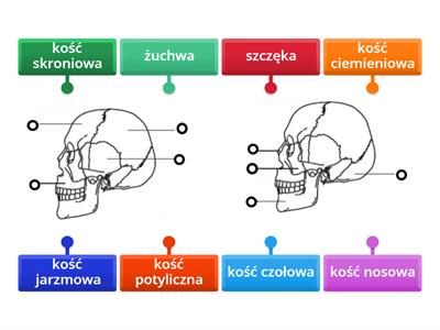 Kości czaszki