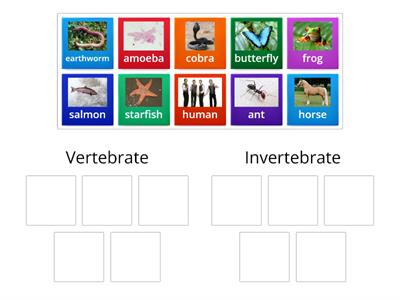 Vertebrate or invertebrate