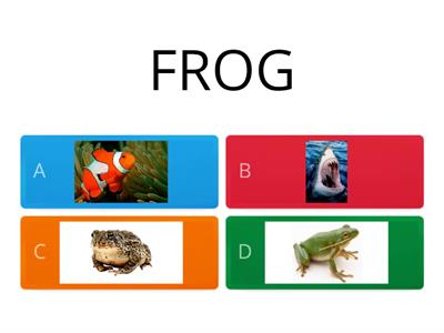 TopB2b Amphibians & Fish Quiz