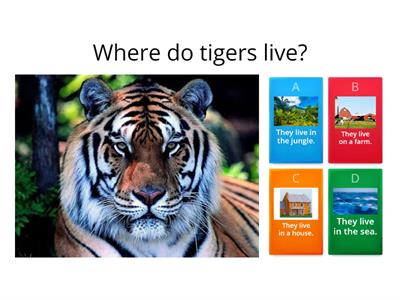 Where do tigers live?
