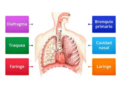 Sistema respiratorio 