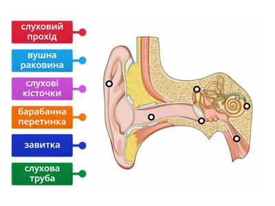 Будова вуха як органа слуху. З повагою Лариса Терещенко