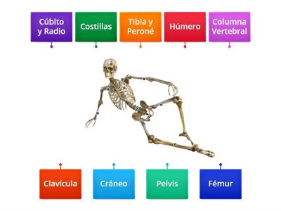 Huesos del Cuerpo Humano