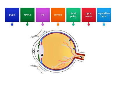 The structure of the eye