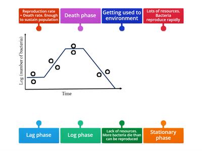 Bacteria growth curve