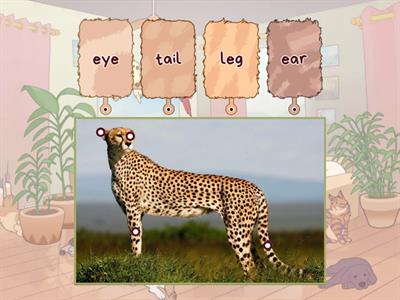 Cheetah body parts