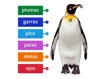 Partes del pingüino