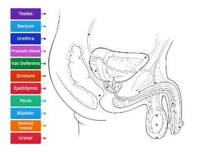 Labelling the male reproductive system