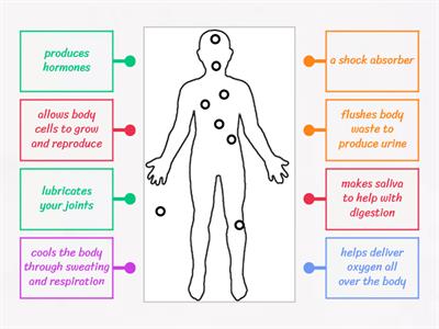 Functions of water in the body