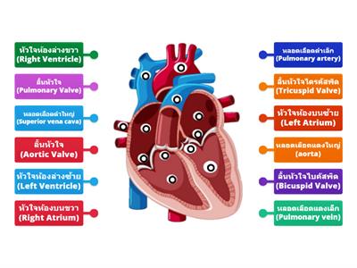 หัวใจ ม.2